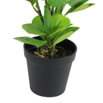 Load image into Gallery viewer, Artificial Green Peperomia Plant