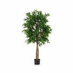 Load image into Gallery viewer, Artificial Braided Ficus Benjamina Tree
