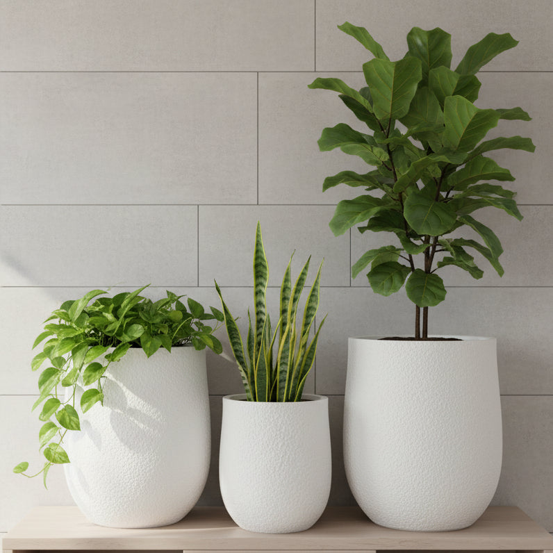 White Flower Pot