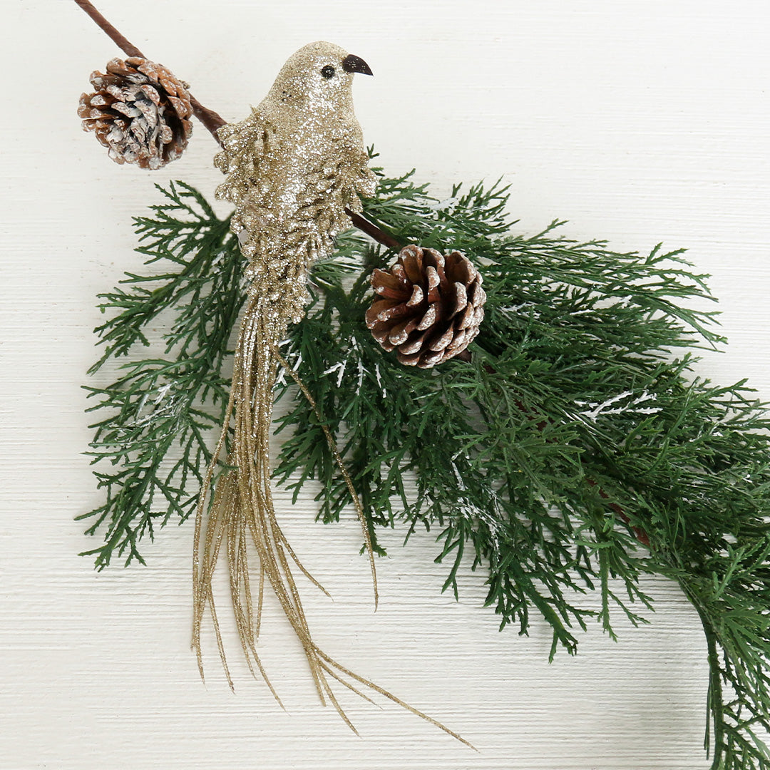 Long Tail Bird