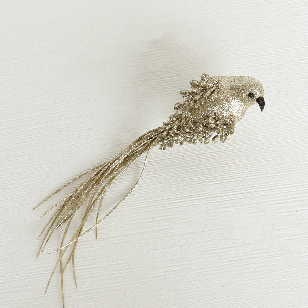 Long Tail Bird