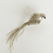 Long Tail Bird