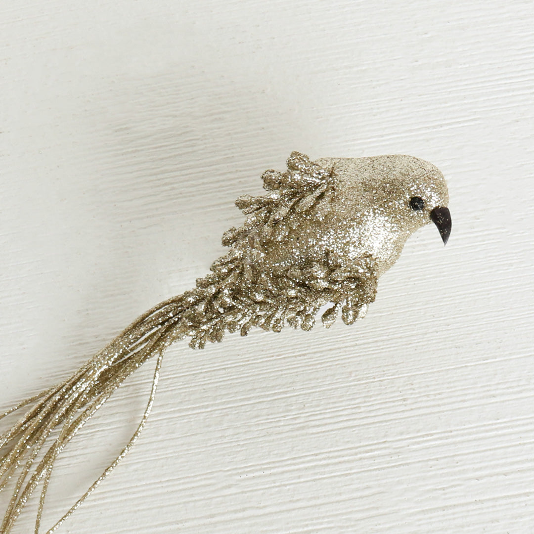Long Tail Bird