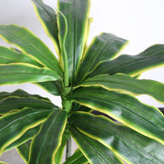 Artificial Dracaena Corn Plant