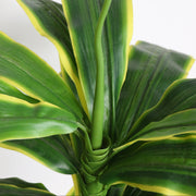 Artificial Dracaena Corn Plant