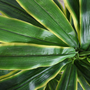 Artificial Dracaena Corn Plant