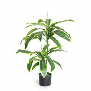 Artificial Dracaena Corn Plant