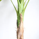 Load image into Gallery viewer, Artificial Tropical Plant
