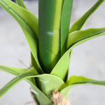 Load image into Gallery viewer, Artificial Tropical Plant
