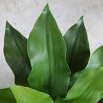 Load image into Gallery viewer, Artificial Asplenium Plant
