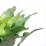 Load image into Gallery viewer, Artificial Asplenium Plant
