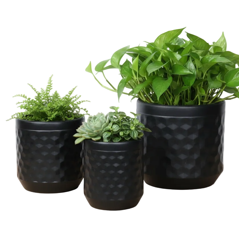 Black Ceramic Plant Holder
