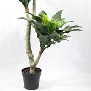 Artificial Dracaena Janet Plant