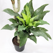 Artificial Dracaena Janet Plant