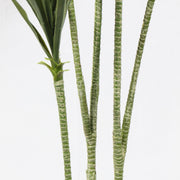 Artificial Variegated Dracaena Reflexa