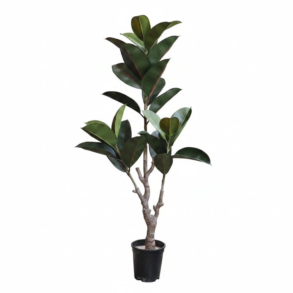 Artificial Ficus Elastica Plant
