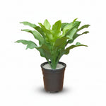 Load image into Gallery viewer, Artificial Asplenium Plant
